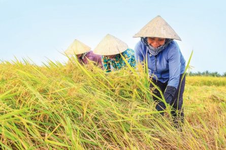 Miễn giảm thuế đất nông nghiệp - Ảnh minh hoạ