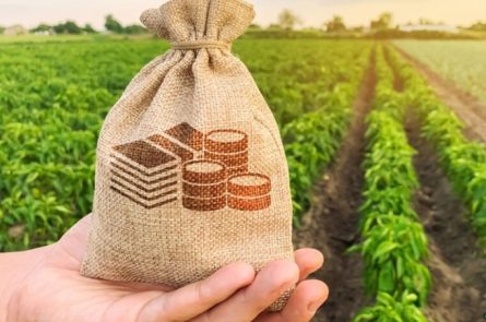 Thuế sử dụng đất phi nông nghiệp năm 2024